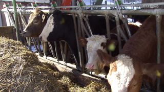 Mehrere Kühe fressen Heu in einer Scheune, wobei sie durch Metallstäbe getrennt sind. Einige Kühe sind schwarz-weiß, andere braun.