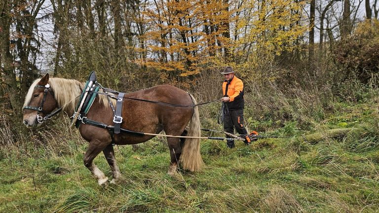 Ein Mann in einer orangefarbenen Jacke führt ein braunes Pferd in einem Grasfeld mit Bäumen im Hintergrund.