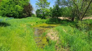 Ein Teich mit grüner Alge und schlammigem Wasser befindet sich inmitten eines Grasfeldes mit Bäumen und Pflanzen.
