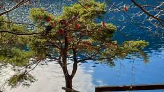 Ein ruhiges Bild eines Sees, umgeben von Bäumen mit einigen roten Blättern, in der Nähe einer Holzbank. Das Wasser ist ruhig und der Himmel ist klar.