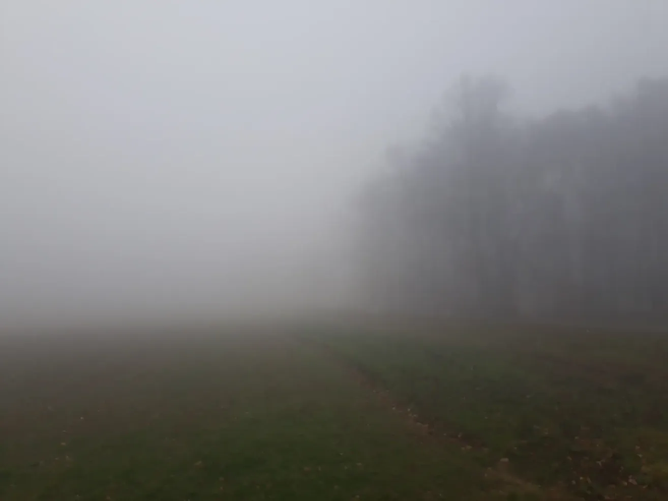 Eine neblige Landschaft mit einem grasbewachsenen Feld und Bäumen, die in Nebel gehüllt sind. Der Himmel ist bedeckt.