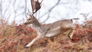 Ein Hirsch mit großen Geweihen springt vorwärts, sein Körper in Bewegung auf einem Grashügel mit trockenen Blättern.