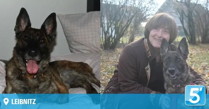 Zwei Bilder einer Frau und ihres deutschen Schäferhundes, eines drinnen auf einem Bett und das andere draußen in einem Park.