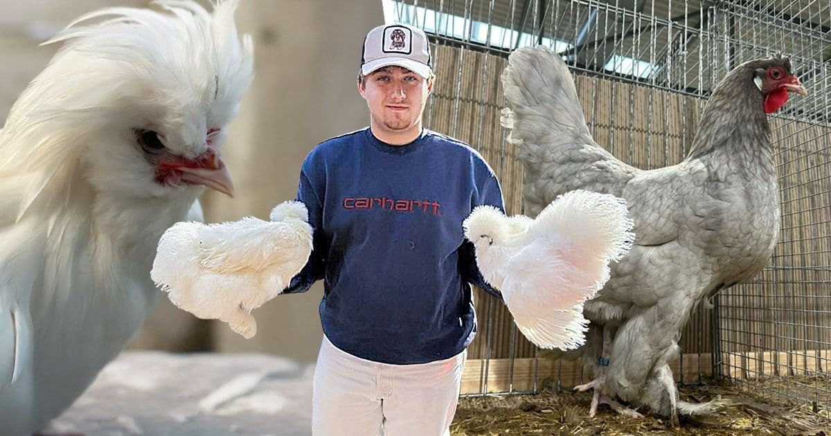 Ein Mann in einem blauen Sweatshirt und einer weißen Kappe hält zwei weiße Hühner in einem Metallkäfig. Die Hühner haben flauschige Federn.