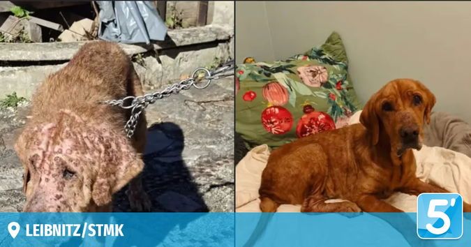 Zwei Bilder eines braunen Hundes. Links ein Hund mit Narben und einer Kette. Rechts ein Hund, der auf einem Bett mit einem Kissen ruht.