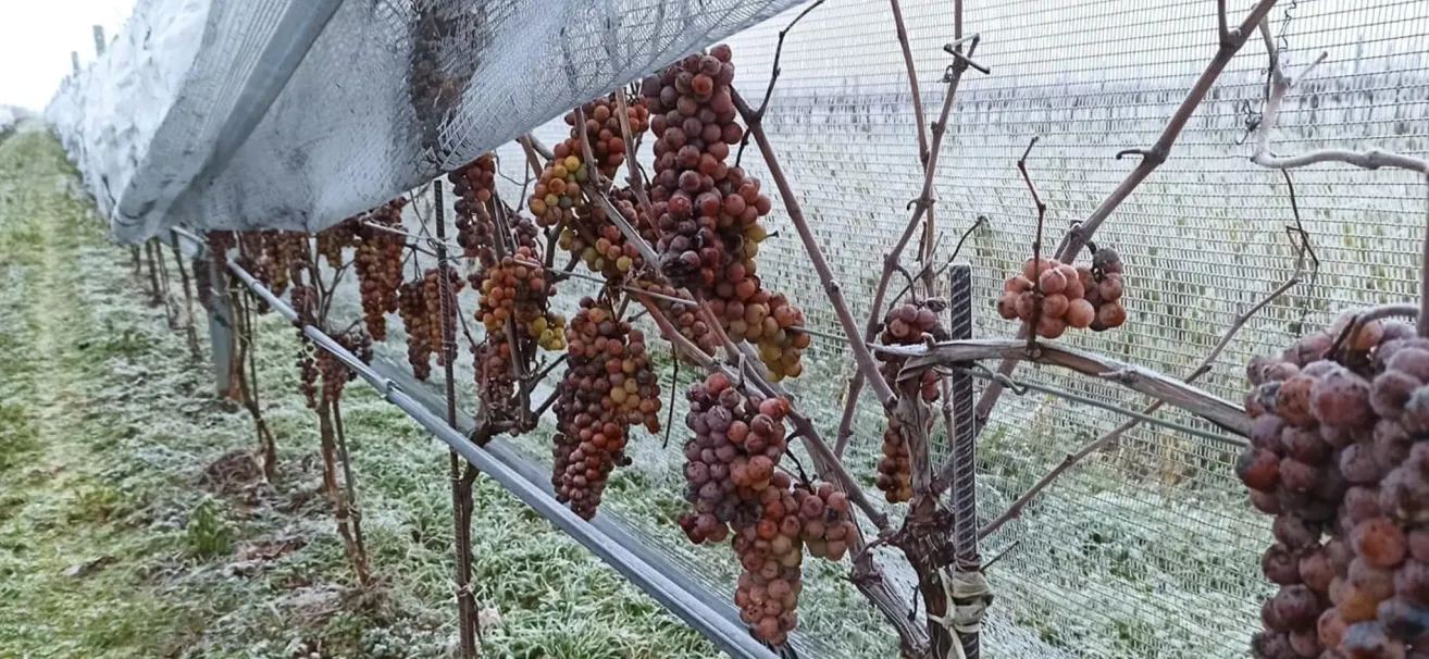 Ein Weinberg mit Traubentrauben, die unter einem Schutznetz von den Zweigen hängen, mit gefrorenem Boden.