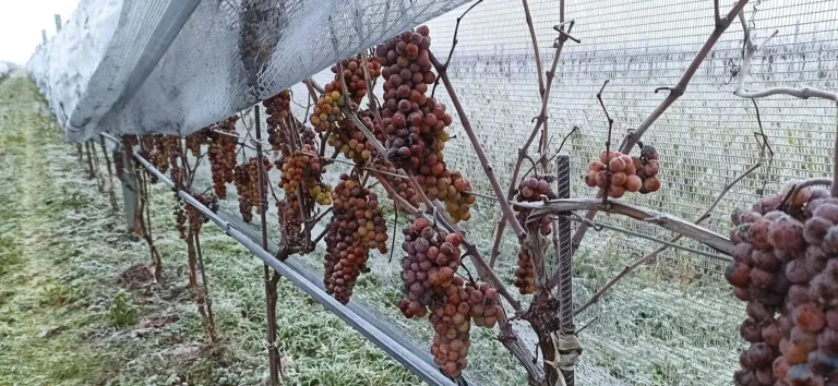Ein Weinberg mit Traubentrauben, die unter einem Schutznetz von den Zweigen hängen, mit gefrorenem Boden.