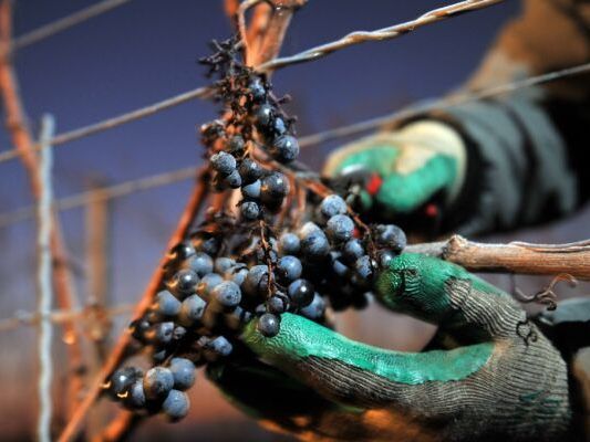 Eine Person in Handschuhen erntet dunkle blaue Trauben von einer Rebe in der Dämmerung.