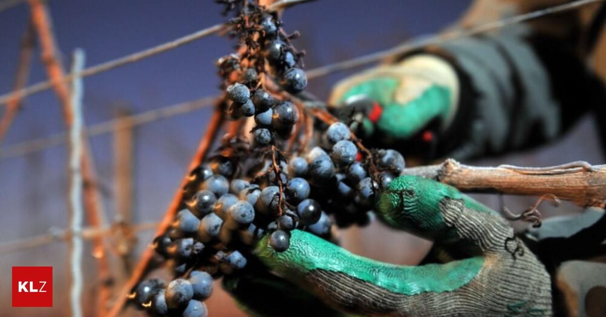 Eine Person in grünen Handschuhen erntet Trauben von einer Rebe. Die Trauben sind dunkelblau und die Person hält sie in den Händen.