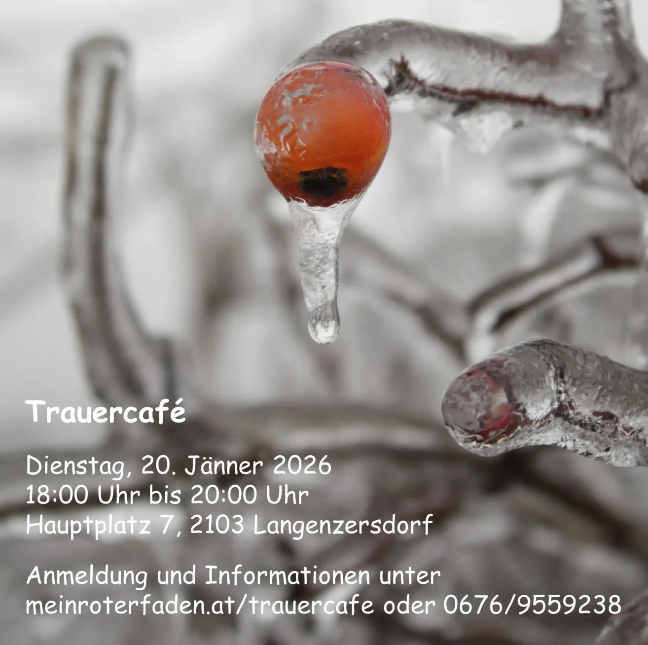 Ein vereister Zweig mit einer gefrorenen Beere. Text lautet: Trauercafe, Dienstag, 20. Jänner 2026, 18:00-20:00, Hauptplatz 7, 2103 Langenzersdorf. Kontakt: meinroterfaden.at/trauercafe oder 0676/9559238.