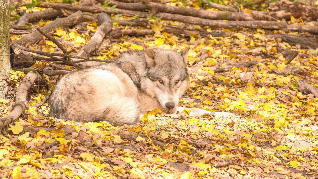 Ein grau-weißer Wolf liegt auf dem Boden, umgeben von gelblichen Herbstblättern. Der Wolf sieht wachsam aus, mit offenen Augen und aufgestellten Ohren.