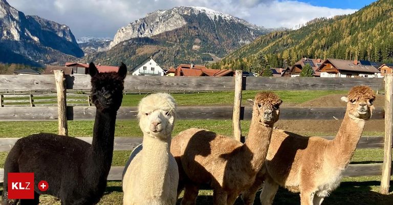 Drei Alpakas stehen in einem Grasfeld mit einem Holzzaun, mit Bergen im Hintergrund.