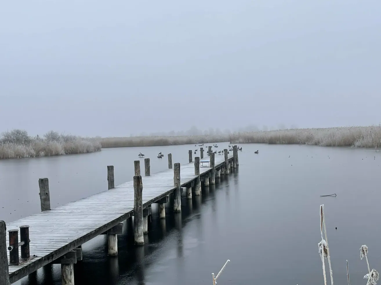 Eine Holzbrücke führt in einen ruhigen See, umgeben von Nebel. Enten schwimmen auf dem Wasser, und Schilf säumt das Ufer. Der Himmel ist bedeckt.