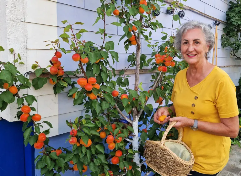 Eine ältere Frau mit grauen Haaren lächelt und hält einen Korb voller Aprikosen vor einem Baum. Der Baum ist voller reifer Aprikosen.