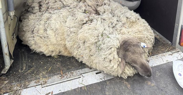 Ein Schaf mit dicker Wolle liegt auf dem Boden, der Kopf zur Seite gedreht. Die Wolle ist verfilzt und schmutzig.