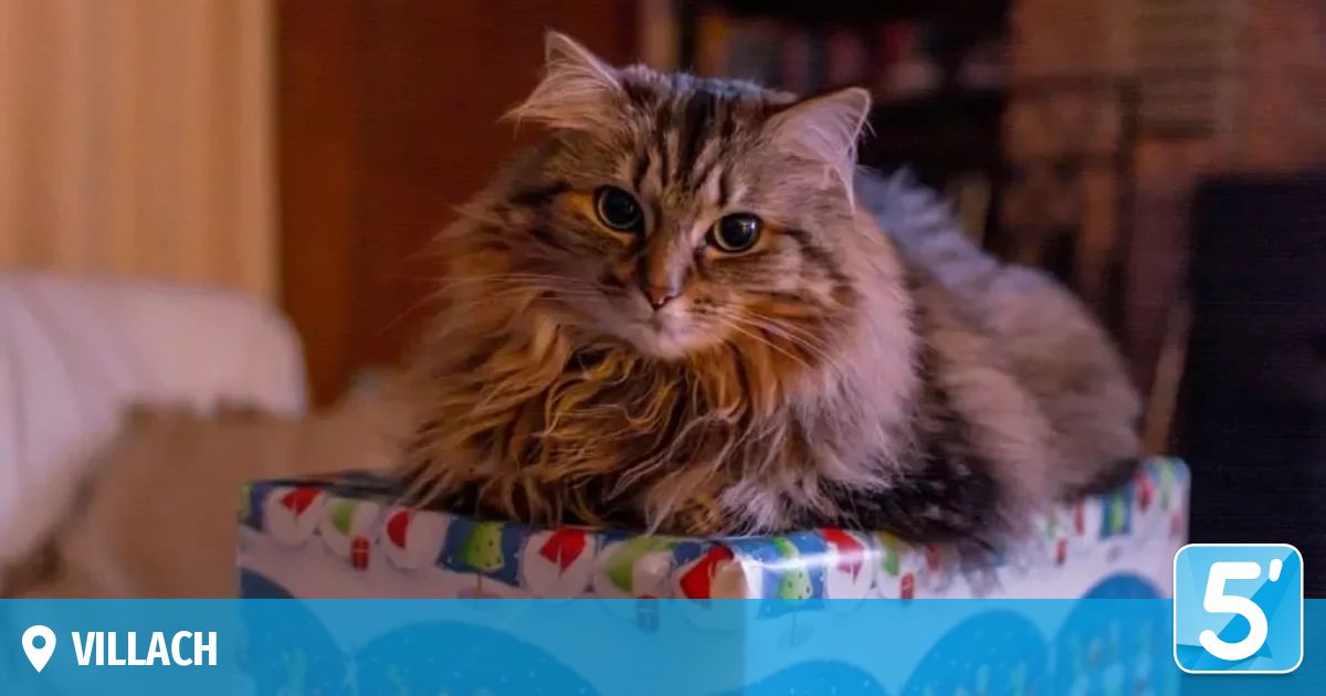 A fluffy cat with yellow eyes and a collar sits on a gift box with Christmas decorations. The cat is in a room with a wooden door and a bookshelf in the background.