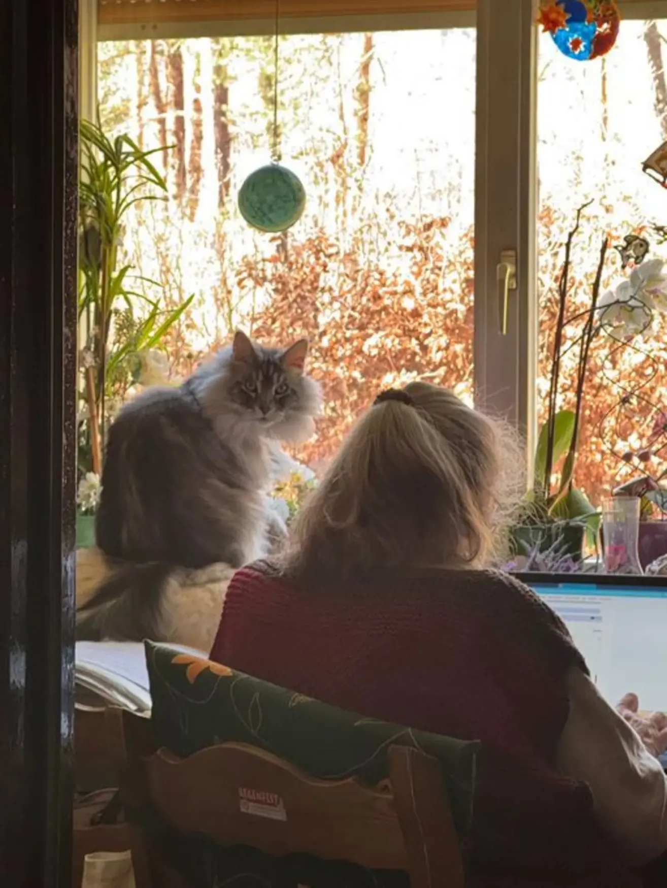 A woman sits in front of a computer while a cat watches her from the windowsill. The scene is indoors with plants and trees visible outside.