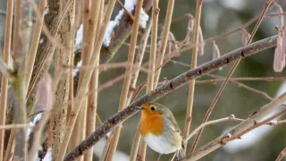 A small bird with a bright orange breast and white belly perches on a tree branch covered with snow.