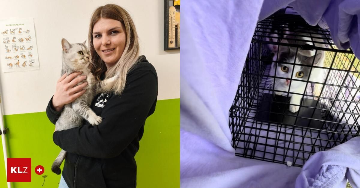 A woman holding a cat in a black jacket and a cat in a cage with a purple cloth.