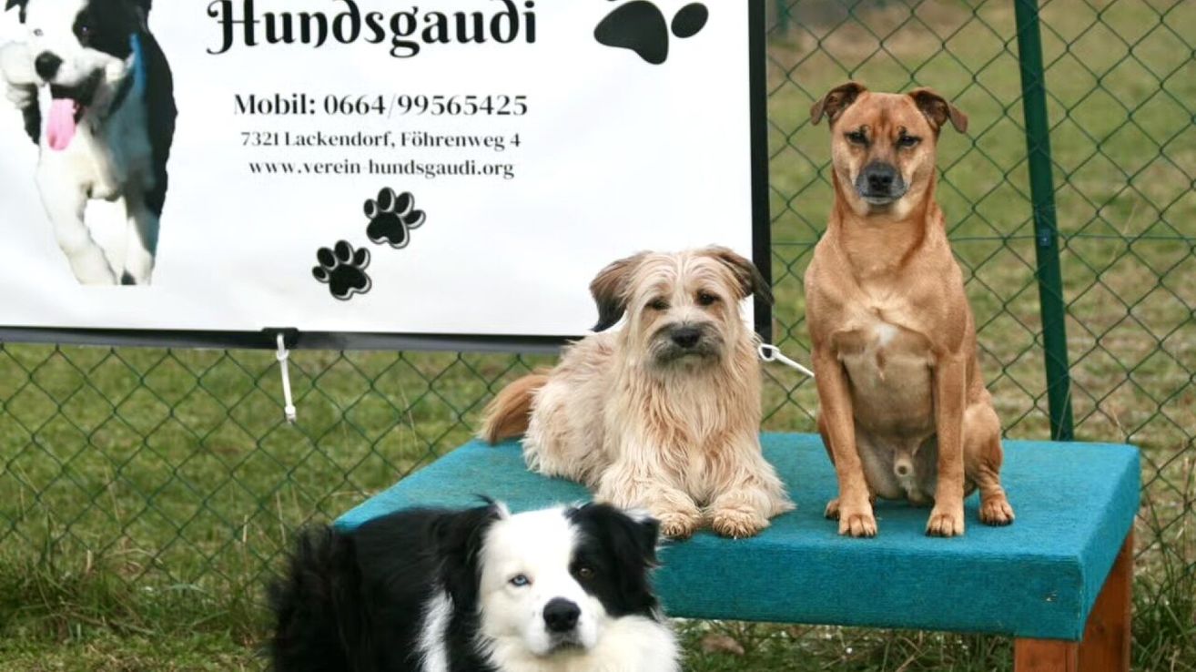 Drei Hunde sitzen auf einer Bank, mit einem Banner dahinter, das 'hundsgaudi' und eine Telefonnummer sowie eine Website anzeigt.