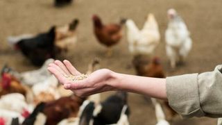 Eine Person füttert eine Gruppe von Hühnern, einige braun und einige weiß, mit Getreide in einem staubigen Bereich.