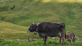 Eine braune Kuh mit einer Glocke um den Hals steht in einer üppigen grünen Weide, mit mehreren anderen Kühen im Hintergrund, die grasen.