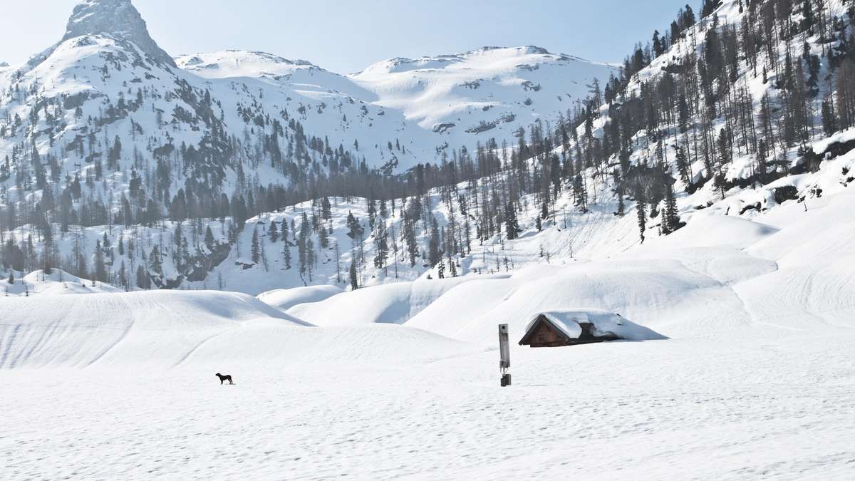 Eine verschneite Berglandschaft mit schneebedeckten Bäumen, einer kleinen Holzhütte und einem schwarzen Hund, der im Vordergrund läuft.