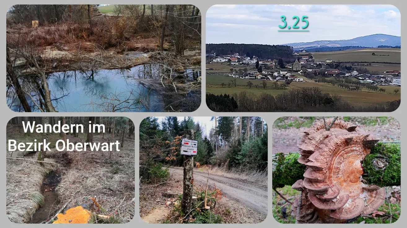 Eine Collage aus vier Bildern: ein ruhiger Bach, eine Dorflandschaft, ein Waldweg und ein Cluster von Pilzen.