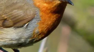 Ein Nahaufnahme eines Rotkehlchens mit grauem und orangefarbenem Körper, das auf einem Ast mit verschwommenem Hintergrund sitzt.