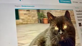 Eine Webseite openPetition mit der Region Niederosterreich zeigt im Vordergrund eine schwarze Katze mit gelben Augen.