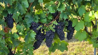 Eine Nahaufnahme einer Rebe mit dunklen, lila Trauben, umgeben von üppigen grünen Blättern bei hellem Sonnenlicht.