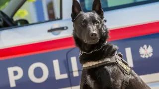 Ein schwarzer Polizeihund steht vor einem Polizeiauto mit dem Wort Polizei auf seinem Vest.