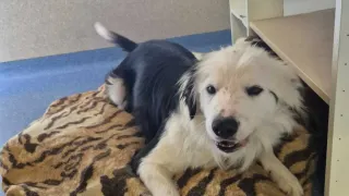 A black and white dog is lying on a tiger print blanket inside a room. The dog is looking at something.