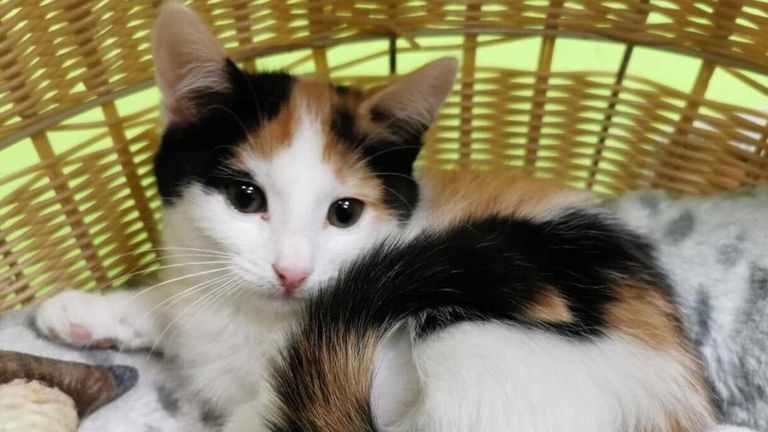 Eine Calico-Katze mit schwarzem, weißem und orangefarbenem Fell, die in einem Weidenkorb liegt. Sie hat dunkle Augen, eine rosa Nase und weißes Fell.