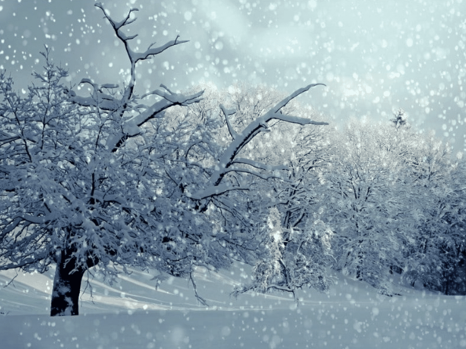 Eine verschneite Landschaft mit mehreren schneebedeckten Bäumen. Schneeflocken fallen.