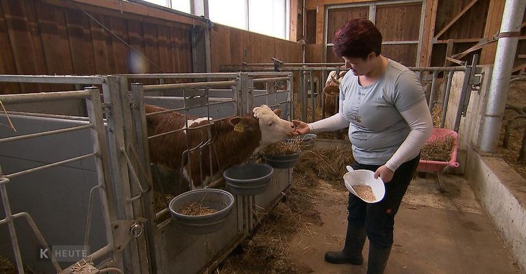 Eine Frau in einem grauen Shirt und schwarzen Stiefeln füttert eine Kuh in einer Scheune. Die Kuh ist braun und weiß und hat ein gelbes Etikett am Ohr. Es gibt Futtertröge an der Seite des Stalls.
