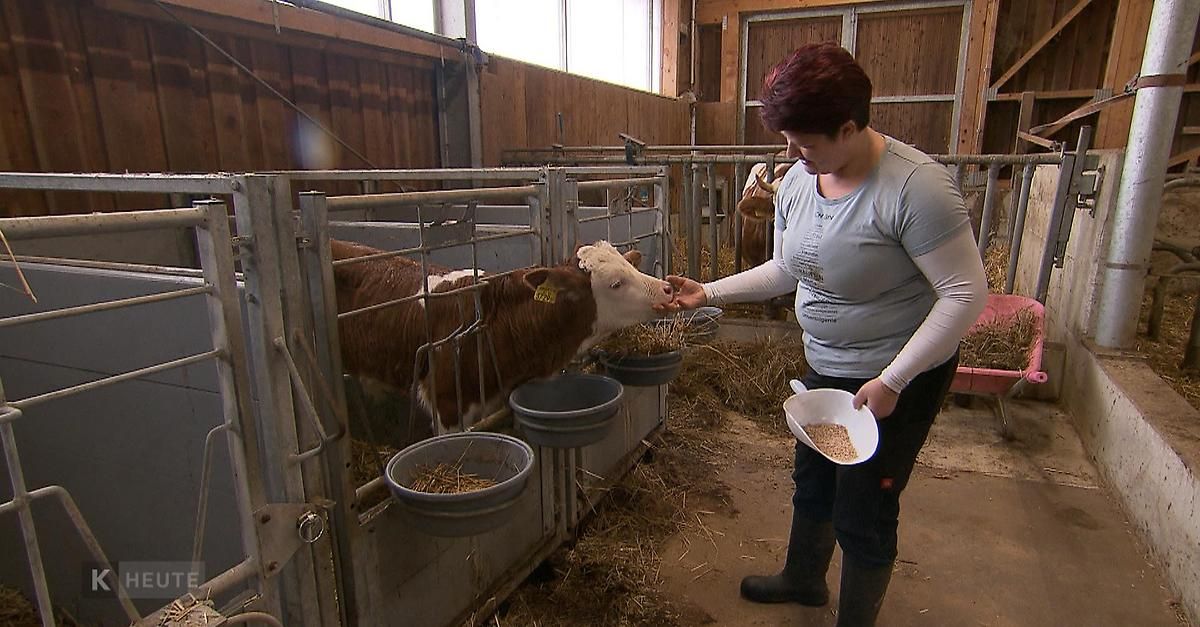 Eine Frau in einem grauen Shirt und schwarzen Stiefeln füttert eine Kuh in einer Scheune. Die Kuh ist braun und weiß und hat ein gelbes Etikett am Ohr. Es gibt Futtertröge an der Seite des Stalls.