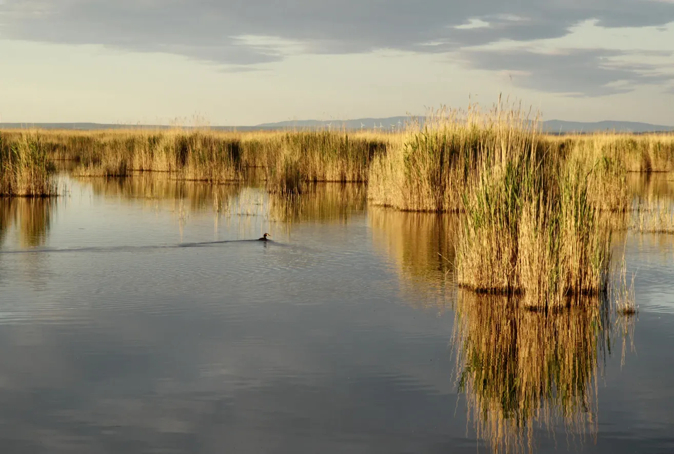Eine Ente schwimmt in einem ruhigen See, umgeben von hohen Schilfrohren. Der Himmel ist bewölkt und spiegelt sich im ruhigen Wasser wider.