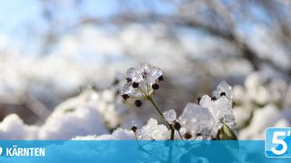 Eine Nahaufnahme einer vereisten Pflanze mit gefrorenen Blättern, vor dem Hintergrund einer verschneiten Landschaft und einem verschwommenen Baumzweig.