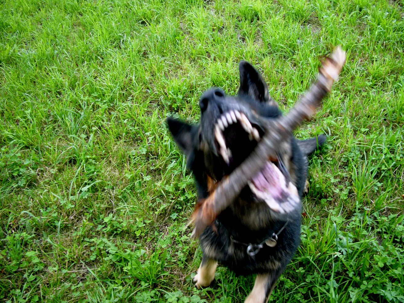 A black dog with a collar is biting a stick and seems to be playing on the grass.