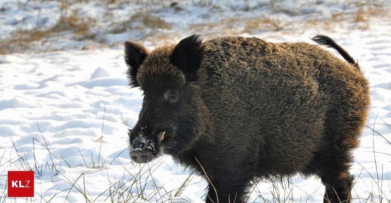 A wild boar with snow on its snout is standing in a snowy field, surrounded by dry grass.