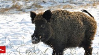 A wild boar with snow on its snout is standing in a snowy field, surrounded by dry grass.