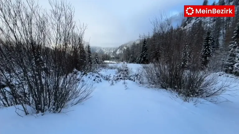 A snowy landscape with trees and bushes covered in snow, a mountain in the background, and a cloudy sky.