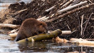 Ein Biber ruht auf einem Baumstamm im Wasser in der Nähe eines Haufens Äste und Zweige.