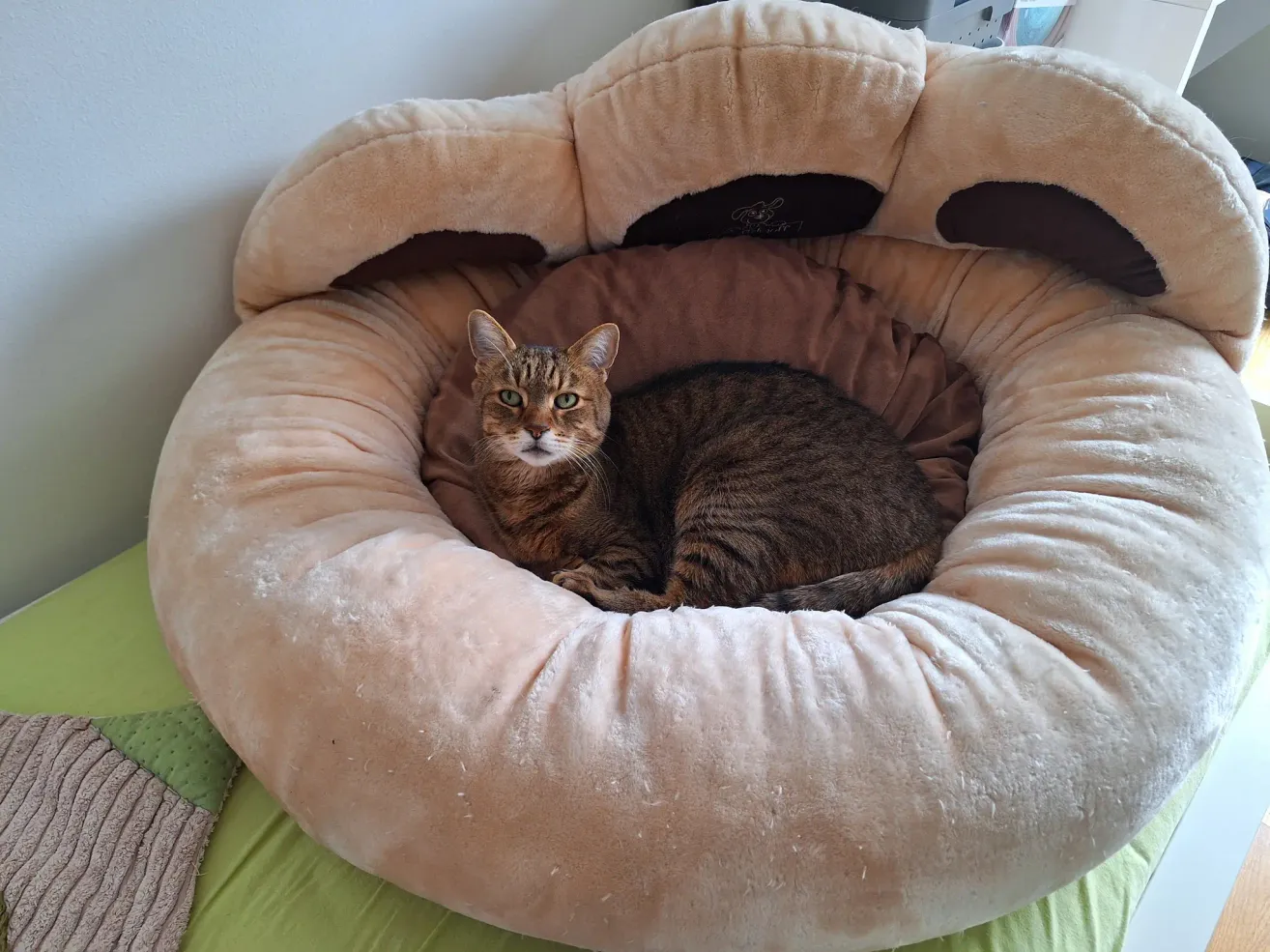Eine getigerte Katze liegt gemütlich in einem flauschigen, beigen Hundebett, das auf einer grünen Oberfläche mit einer weißen Wand im Hintergrund platziert ist.
