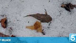 Ein getrockneter Frosch liegt auf Schnee, mit einem teilweise gefressenen Blatt in der Nähe, was die harten Winterbedingungen zeigt.
