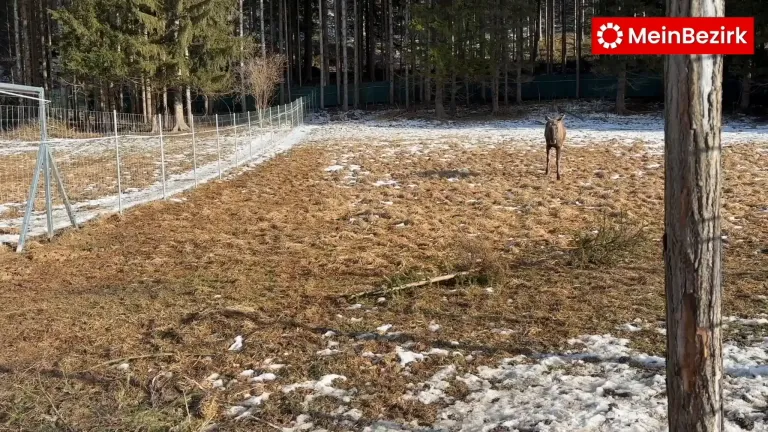 Ein Hirsch steht in einem schneebedeckten, eingezäunten Feld, umgeben von hohen Bäumen. Der Boden ist mit Schnee und trockenem Gras bedeckt.