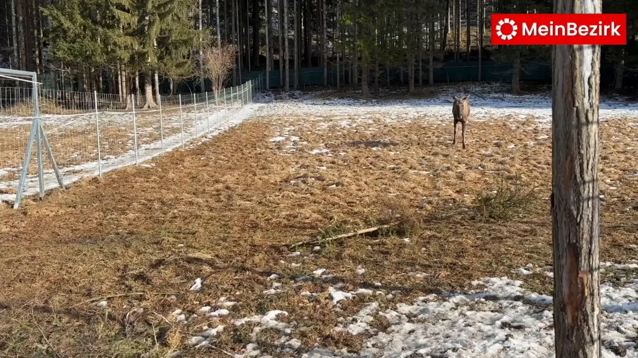 Ein Hirsch steht in einem schneebedeckten, eingezäunten Feld, umgeben von hohen Bäumen. Der Boden ist mit Schnee und trockenem Gras bedeckt.
