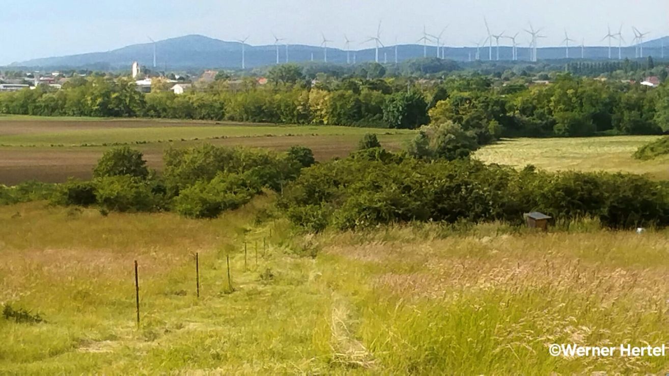 Ein Landschaftsausblick auf ein ländliches Gebiet mit mehreren Windrädern in der Ferne. Der Vordergrund zeigt ein weites Grasfeld und eine Reihe von Bäumen. Der Himmel ist bedeckt.