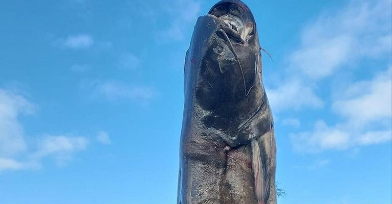 Ein großer Fisch, wahrscheinlich ein Wels, mit sichtbaren Blutflecken, hängt gegen einen blauen Himmel mit Wolken.